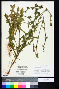 Cichorium intybus image