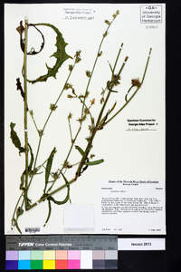 Cichorium intybus image