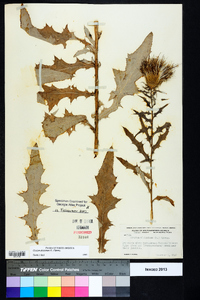 Cirsium altissimum image