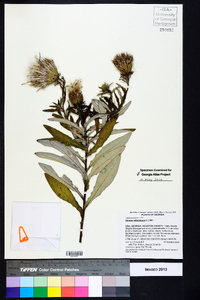 Cirsium altissimum image