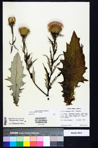 Cirsium altissimum image