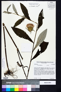 Cirsium altissimum image