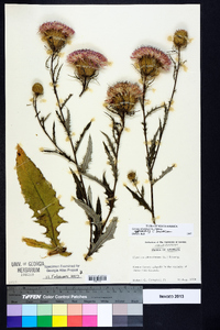 Cirsium altissimum image