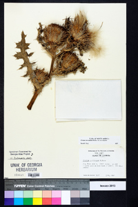 Cirsium horridulum image