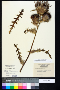 Cirsium horridulum var. horridulum image