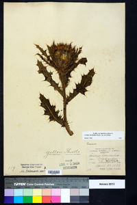 Cirsium horridulum image