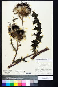 Cirsium horridulum var. horridulum image