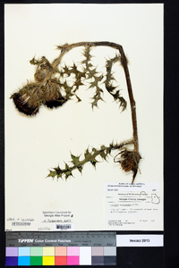 Cirsium horridulum image