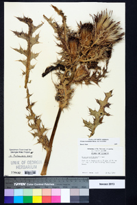 Cirsium horridulum image