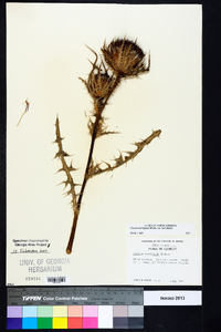 Cirsium horridulum var. horridulum image