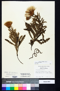 Cirsium repandum image