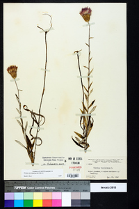 Cirsium virginianum image