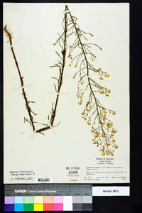 Conyza canadensis var. pusilla image