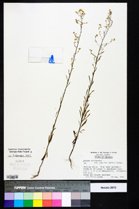 Conyza canadensis var. pusilla image