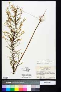 Conyza canadensis var. pusilla image