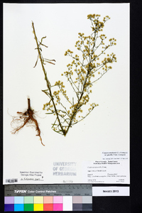 Conyza canadensis var. pusilla image