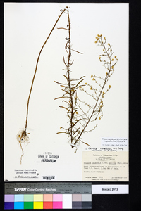 Conyza canadensis var. pusilla image