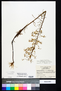 Conyza canadensis var. pusilla image