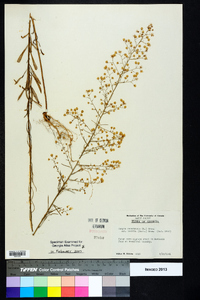 Conyza canadensis var. pusilla image