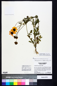 Coreopsis basalis image