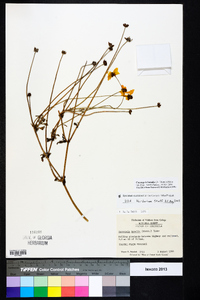 Coreopsis basalis image