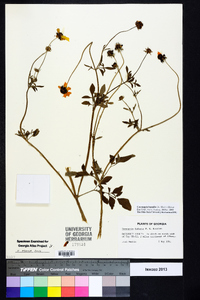 Coreopsis basalis image