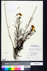 Coreopsis delphiniifolia image