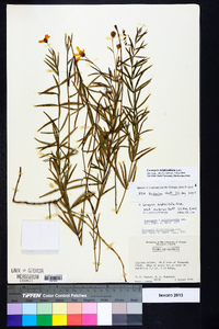 Coreopsis delphiniifolia image