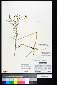 Coreopsis delphiniifolia image