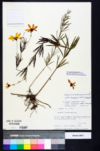 Coreopsis delphiniifolia image