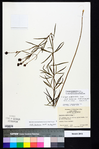 Coreopsis delphiniifolia image