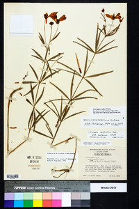 Coreopsis delphiniifolia image