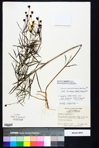 Coreopsis delphiniifolia image