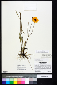 Coreopsis gladiata image