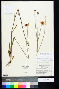 Coreopsis gladiata image