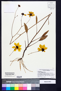 Coreopsis gladiata image