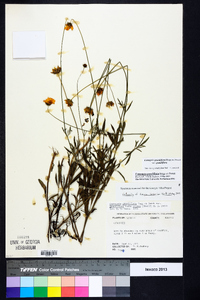 Coreopsis grandiflora image