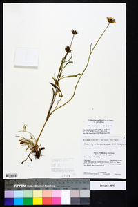 Coreopsis grandiflora image