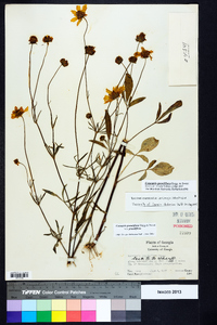 Coreopsis grandiflora image