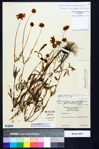 Coreopsis grandiflora image