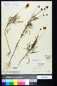 Coreopsis grandiflora image