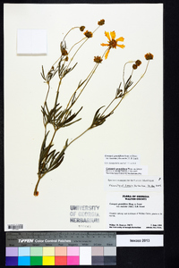 Coreopsis grandiflora image