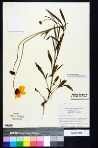 Coreopsis lanceolata image