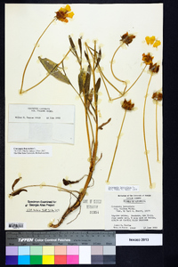 Coreopsis lanceolata image
