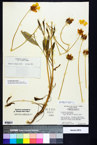 Coreopsis lanceolata image