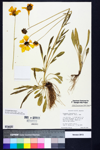 Coreopsis lanceolata image