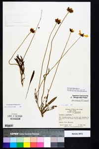 Coreopsis lanceolata image