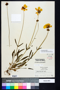 Coreopsis lanceolata image