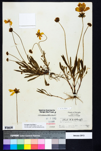 Coreopsis lanceolata image