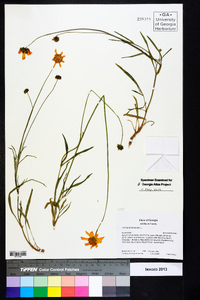 Coreopsis lanceolata image